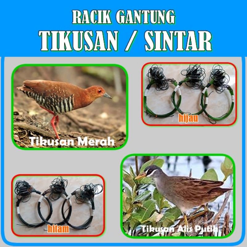 RACIK GANTUNG TIKUSAN / JERAT BURUNG SINTAR SEGI 3 ENAM METER
