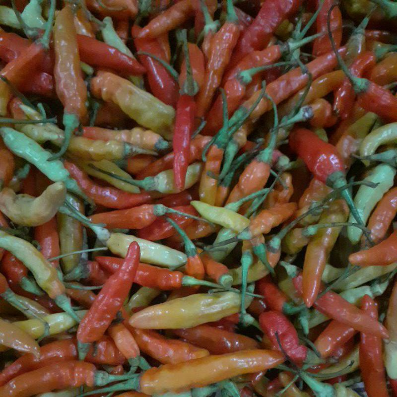 

Cabe rawit Cabe merah Cabe cabean