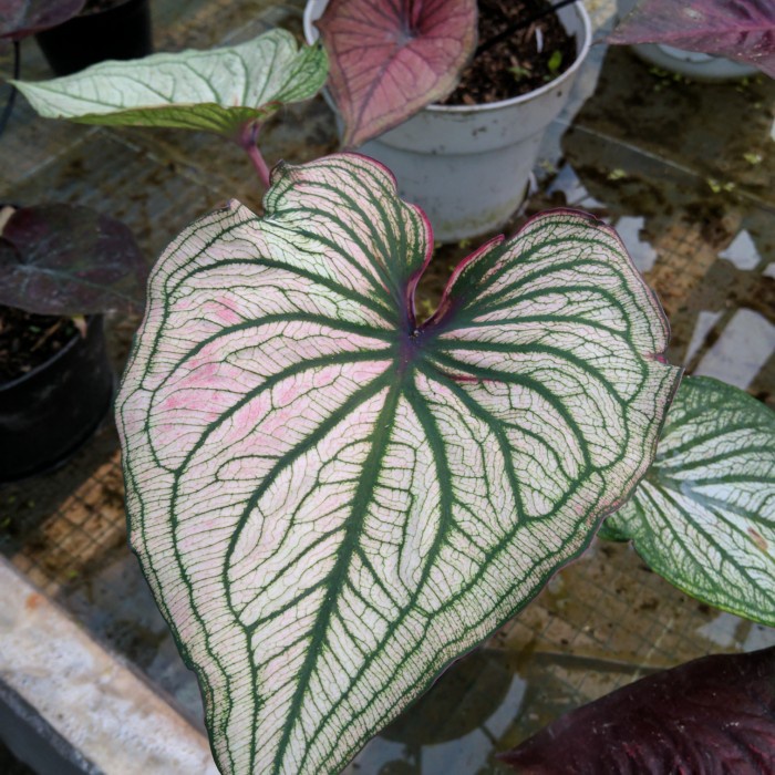 tanaman caladium keladi hias impor white infinity anakan,baby