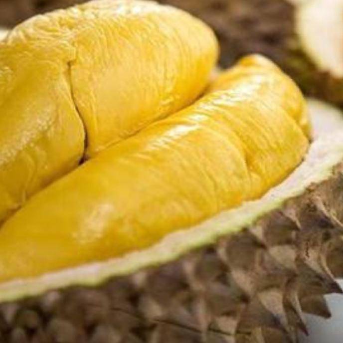 BIBIT TANAMAN DURIAN MUSANG KING KAKI 5 TANAMAN HIDUP