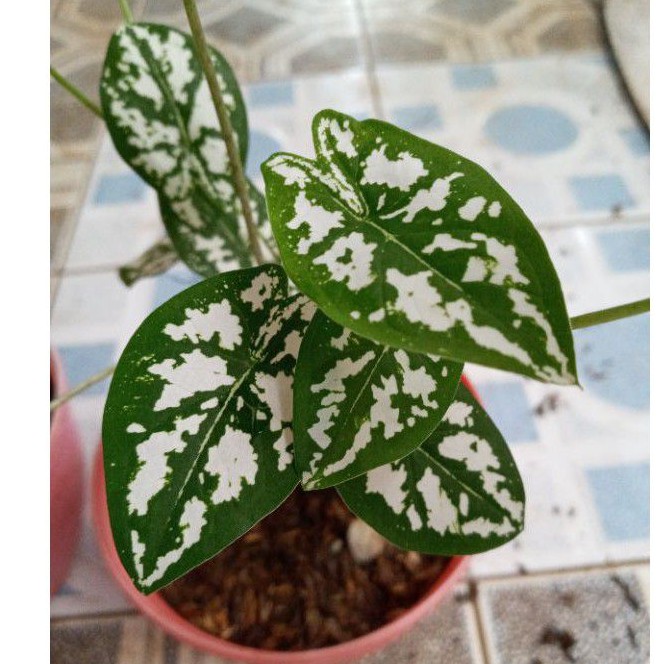 KELADI LILIPUT MUTIARA/KELADI MINI/KELADI MUTIARA/KELADI PUTIH/BIBIT KELADI LILIPUT MUTIARA MURAH