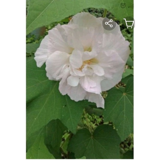 bibit bonsai waru landak