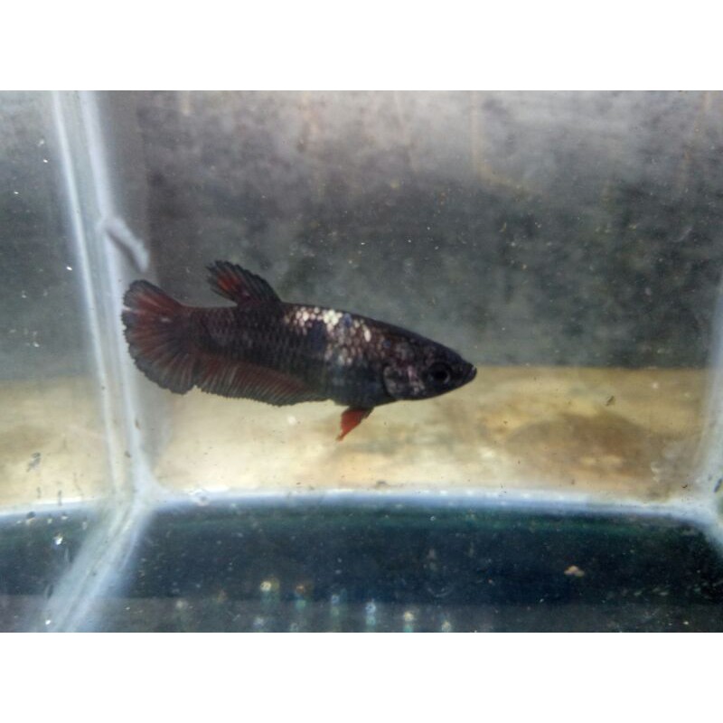 Ikan Cupang Betina Avatar Cooper Gold