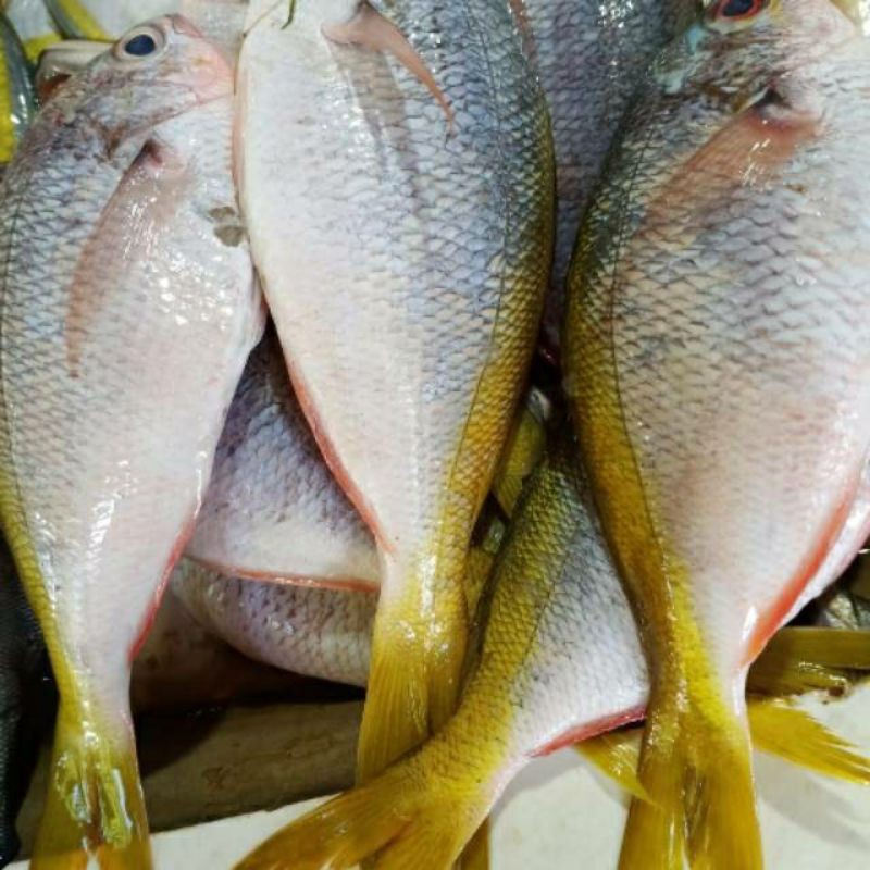 

PASAR GUBENG - Ikan Ekor Kuning Segar