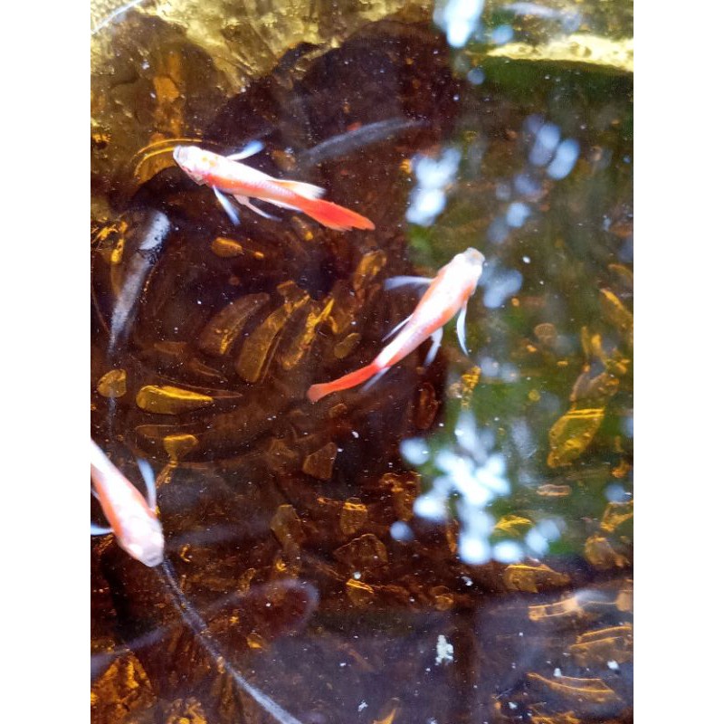 ikan guppy Albino prt R wait/ red R ribon pasangan