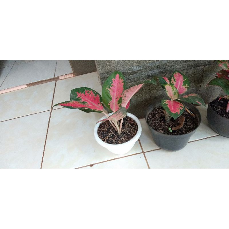 tanaman hias aglonema red kocin/ aglonema kocin
