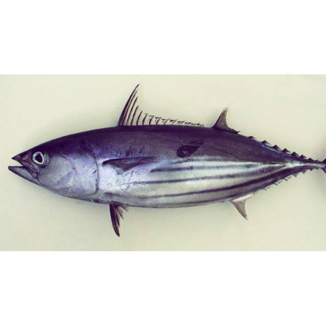 

Jual Ikan Cakalang