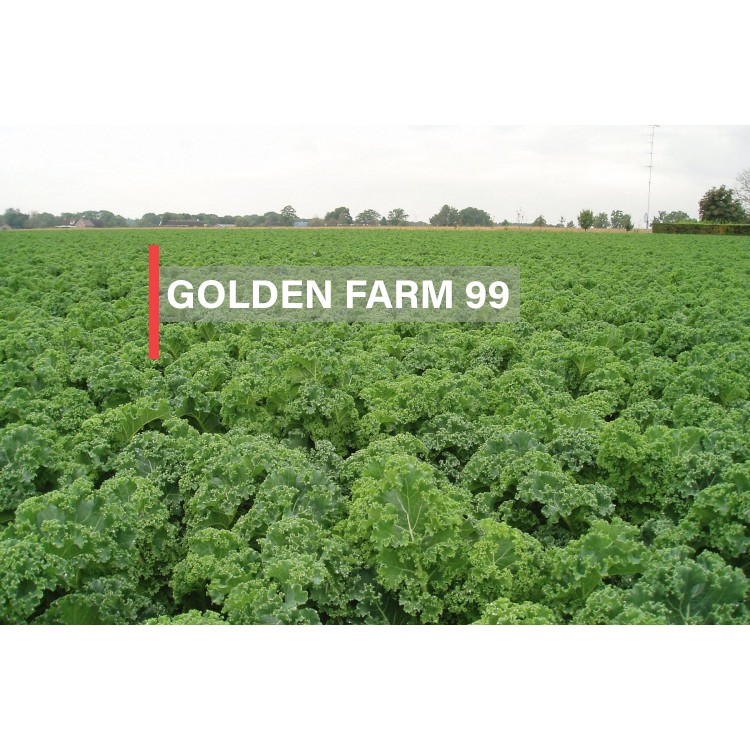 Benih Kale STARBOR Bejo Seed -