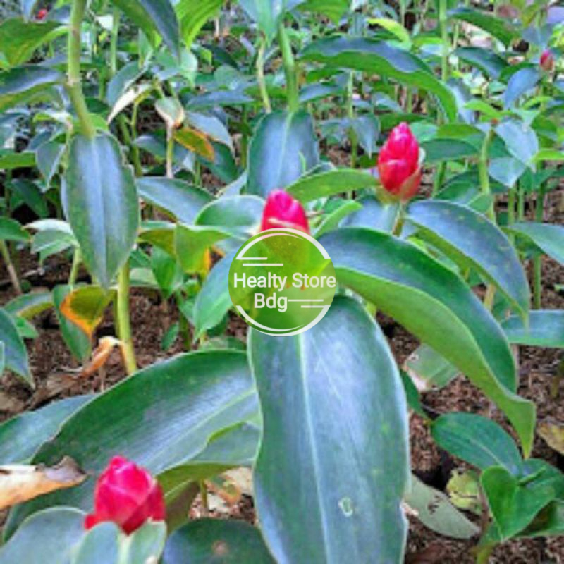 

Daun pacing segar per 500 gram