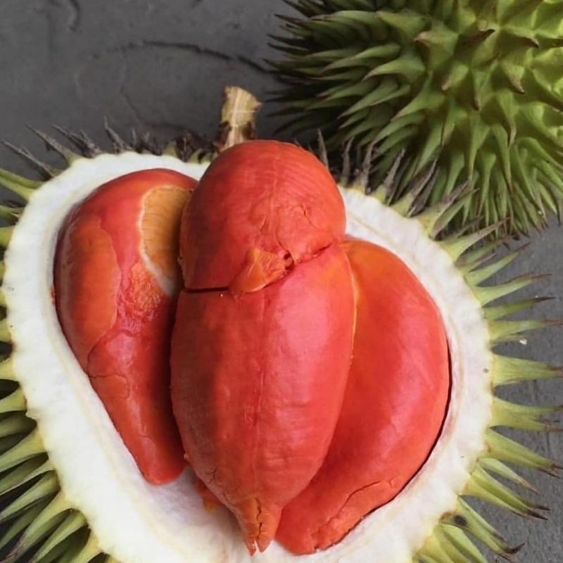 Bibit durian merah kaki 3 superunggul