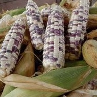 

jagung ketan putih ungu