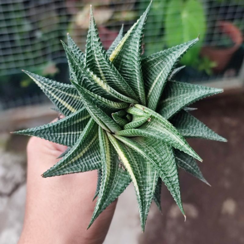 Haworthia limifolia variegata