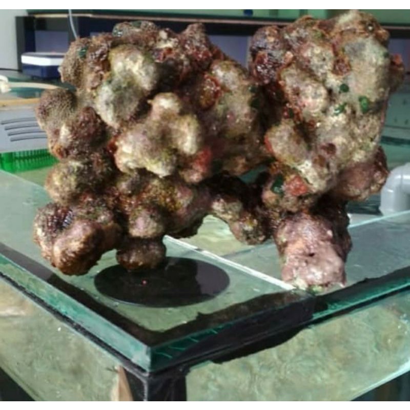 Live Rock Batu Karang Hidup untuk dekorasi & Filter Media Alami Aquarium Laut