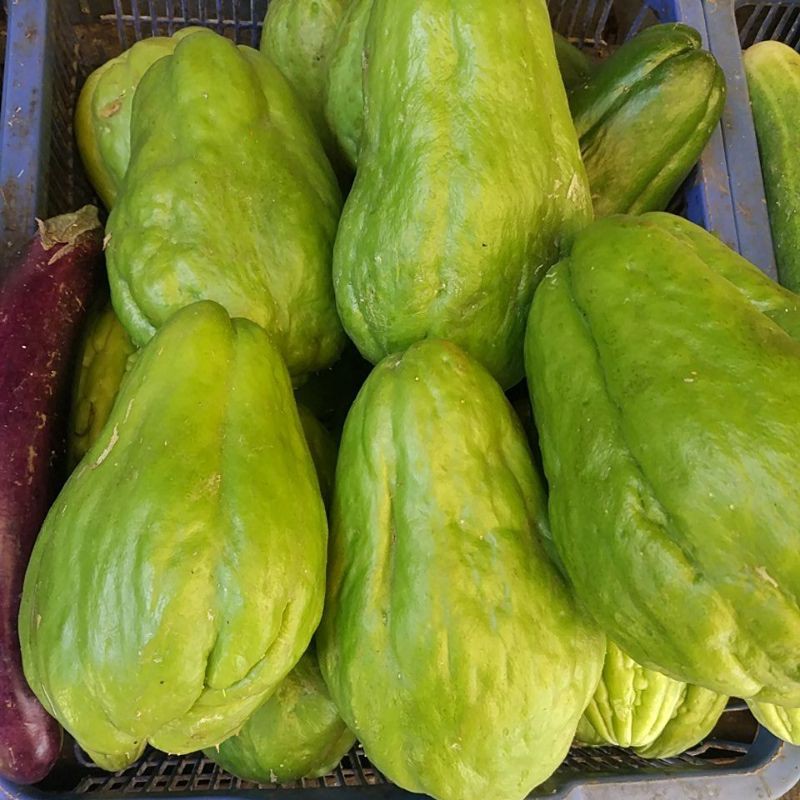 

Labu Siam per buah