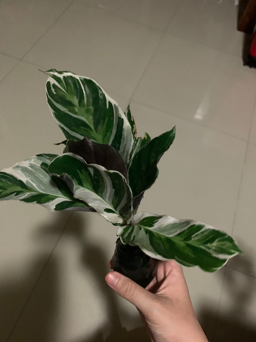 Tanaman Hias Calatea Tissue