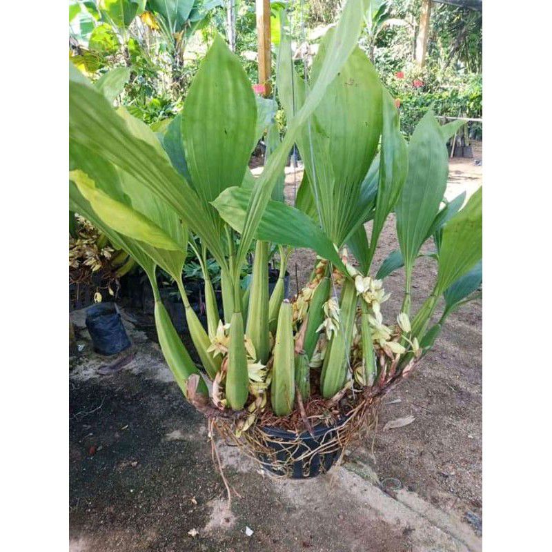 anggrek coelogyne rhocusenii