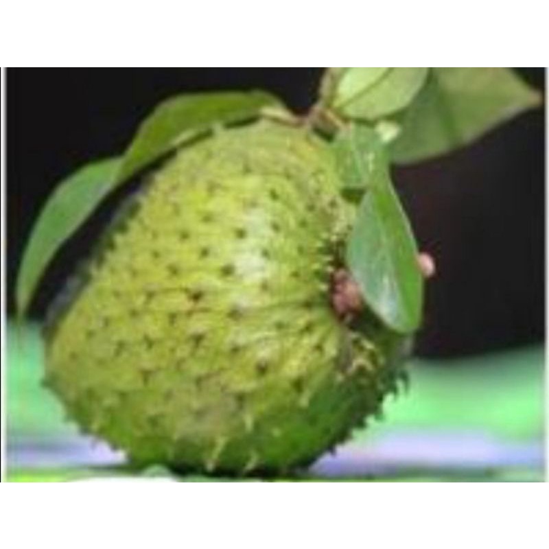 Bibit tanaman buah srikaya sirsat madu