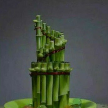 Bambu hoki 30-35cm bibit tanaman bambu cina bambu hoki srirejeki