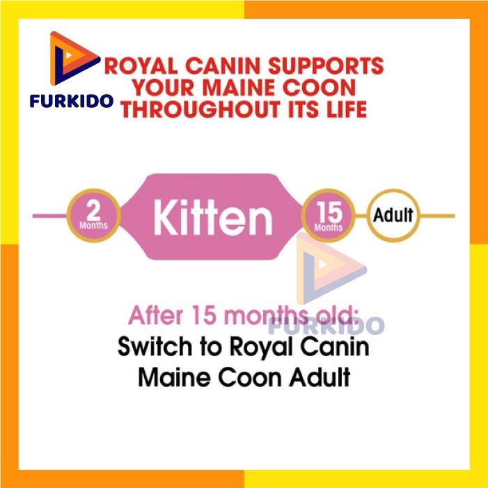 Royal Canin Kitten Maine Coon 4 KG / Cat Food