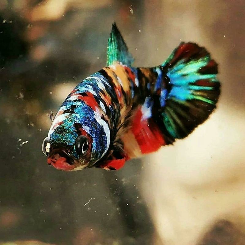 Ikan Cupang Nemo Galaxy