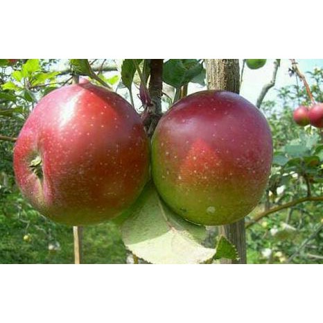 Bibit Tanaman Buah Apel Rome Beauty B4Ck