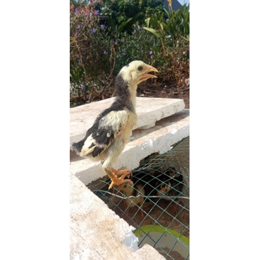 Ayam Bangkok Pitik Super 22 Hari