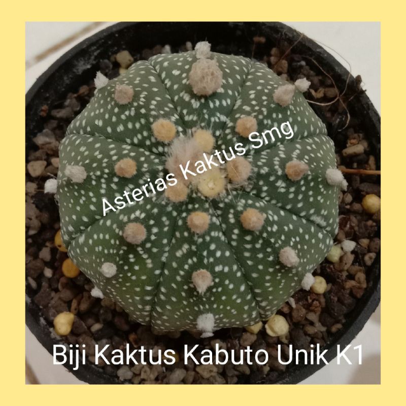 Biji Kaktus Astro Astrophytum Kabuto Unik K1