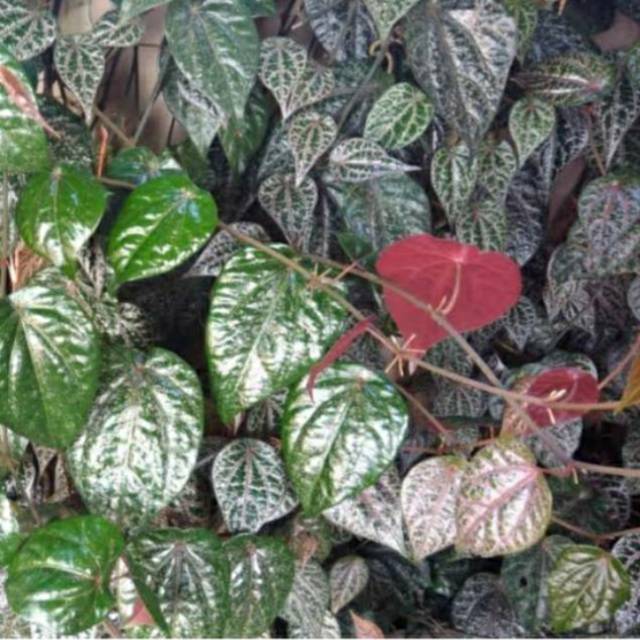 

Daun sirih per lembar
