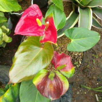 Anthurium presiden