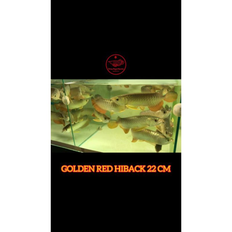 

golden Red Hiback 22 cm