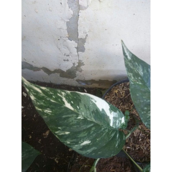 epipremnum pinnatum albo varigata white