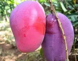 Bibit Mangga Irwin/Pohon Mangga Ungu