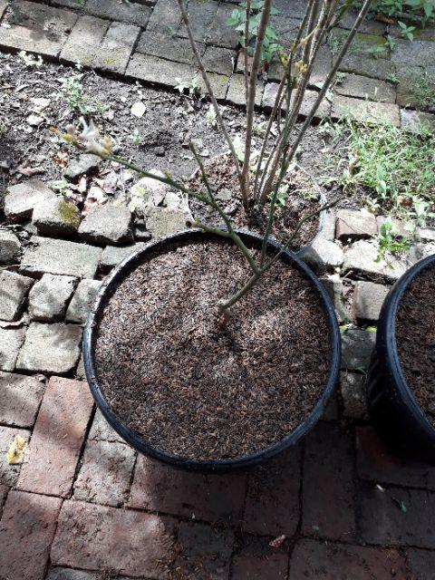 Bibit Jeruk Lemon California Berbunga