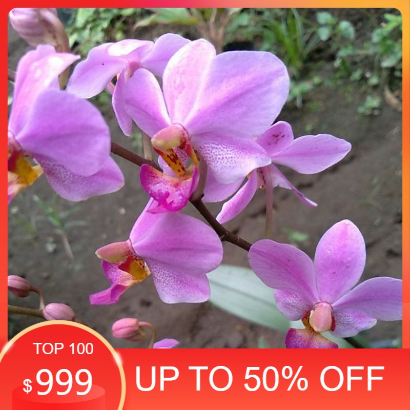 Anggrek Doritis Bunga Ungu