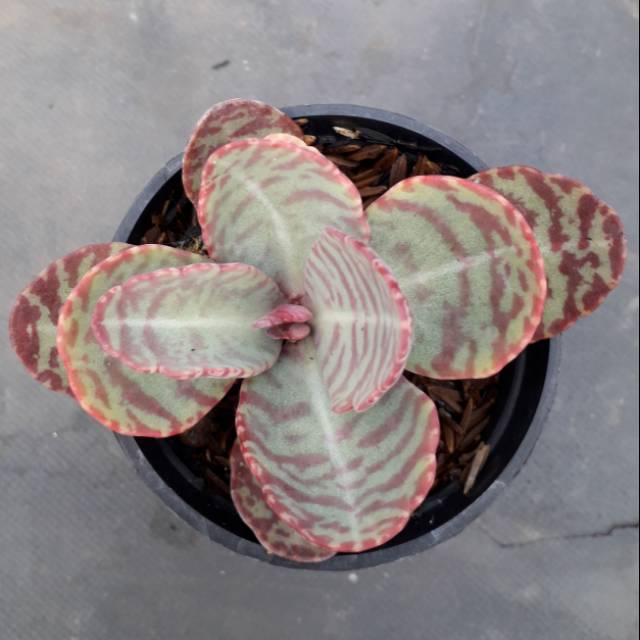 Tanaman Hias Kaktus Dan Sukulen Kalanchoe Humilis Pot 8cm Murah Shopee Indonesia