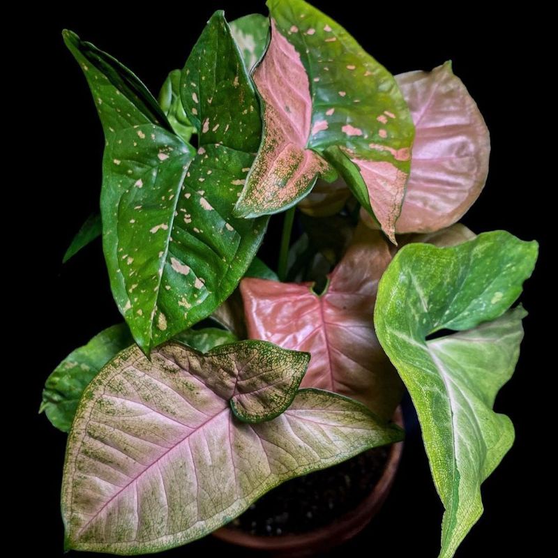 Syngonium Pink Splash Tanaman Hias Syngonium Murah Tanaman Hias Pink | Syngonium Albo Variegata Puti