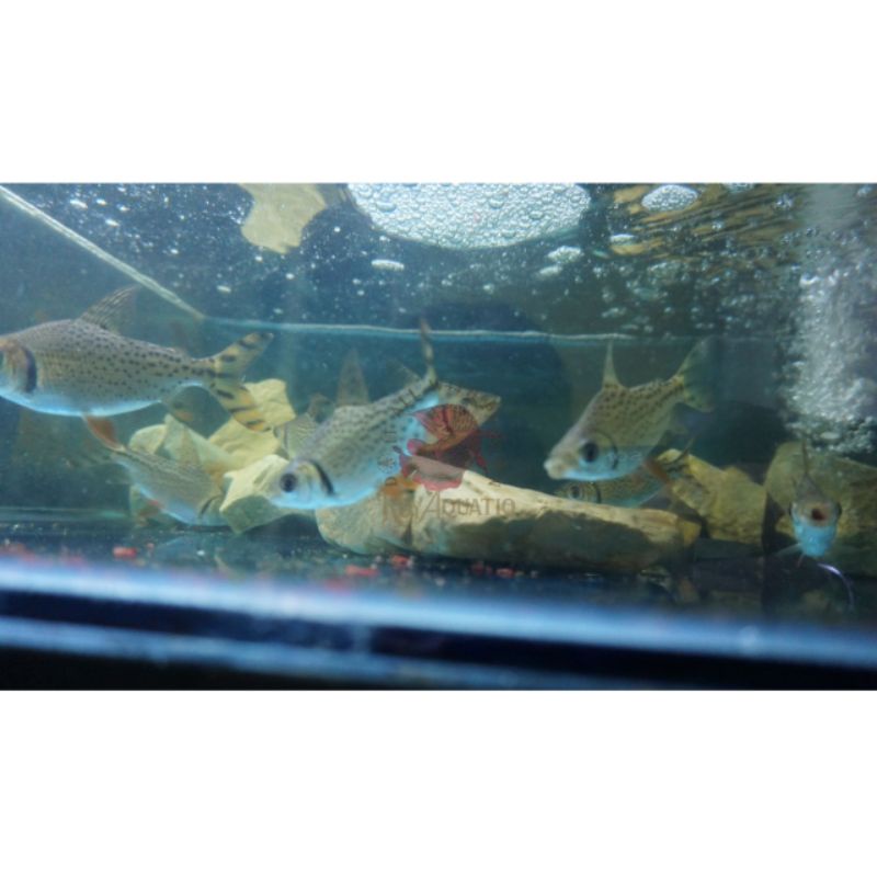 IKAN / RED FEIFENG (RFF) 10 CM - Tankmate Arowana Predator