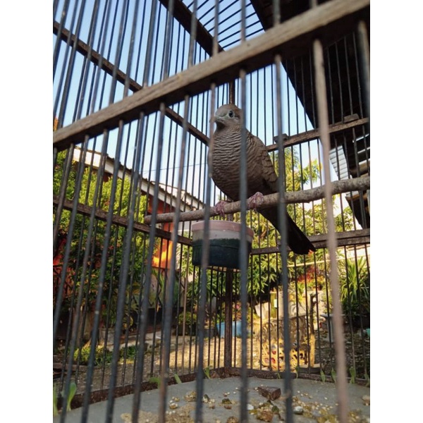 Burung perkutut cemani kol Buntet