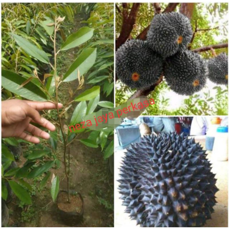 BIBIT BUAH DURIAN DURI HITAM ASLI UNGGUL