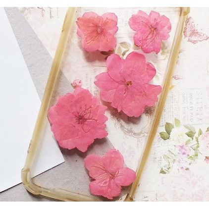 Sakura Dried Flower - Bunga Sakura Kering (1pc)