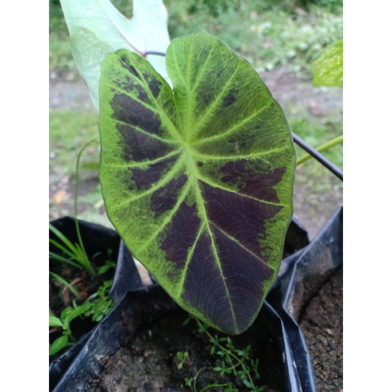 TANAMAN HIAS CALADIUM BLACK MAGIC | KELADI HITAM