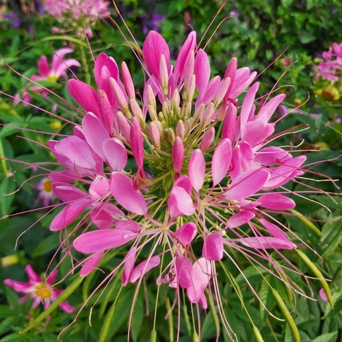 Benih Bibit Biji - Bunga Cleome Spider Plant Bunga Laba - laba Flower Seeds - IMPORT