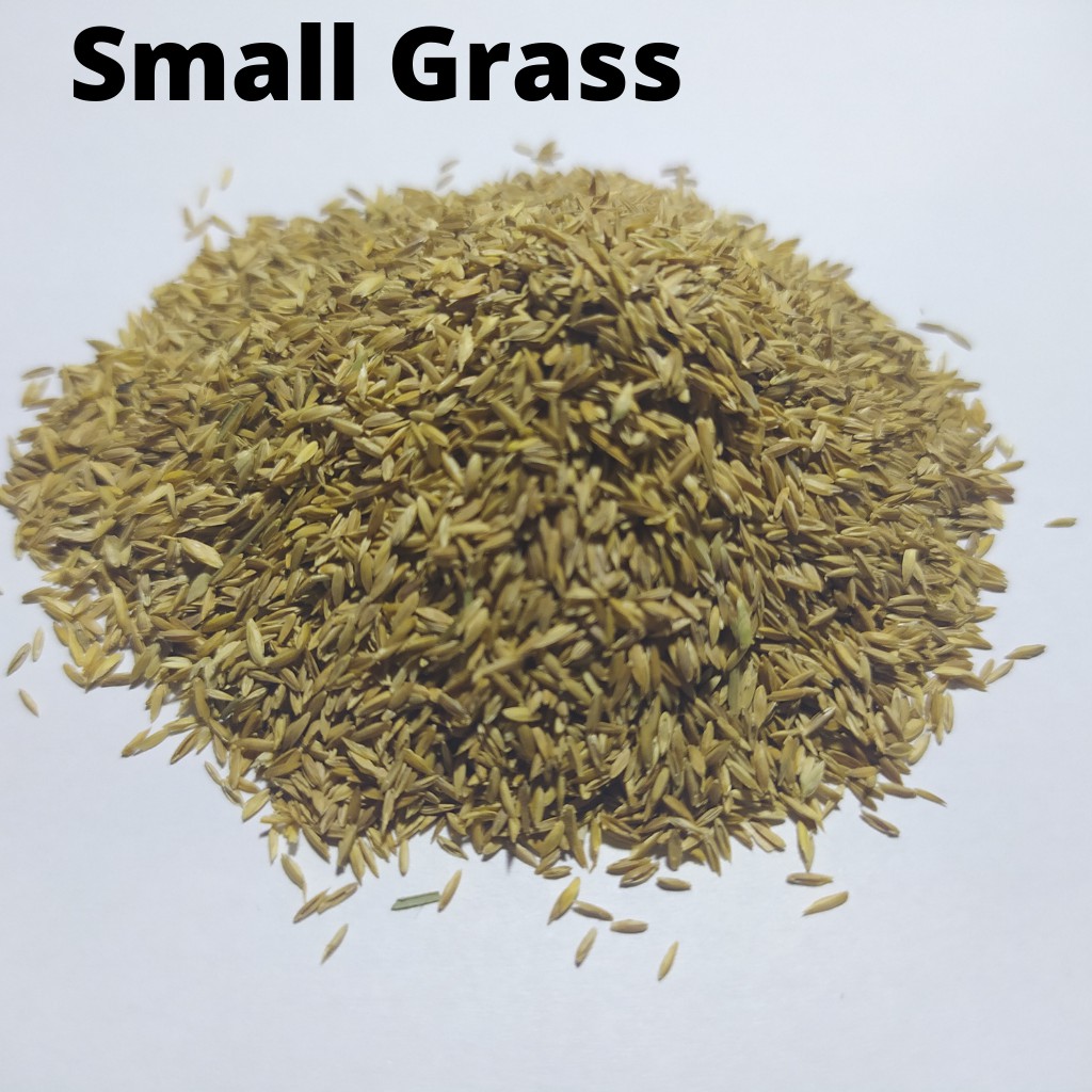 Carpet Seed Hair Grass Seed Bibit Benih Tanaman Aquascape / Tanaman Air /Small Atau Long Fescue Seed