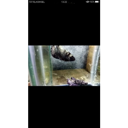 Ikan Cupang Female Avatar Cooper Gold