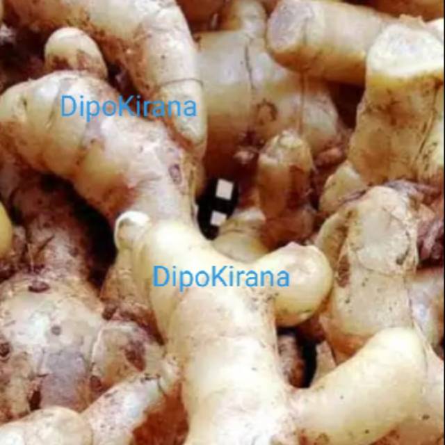 

Kunyit Putih Segar 500 gr (Kunir Putih / CURCUMA ZEDORIA)