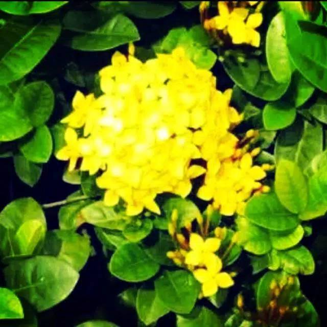 Tanaman hias asoka kuning-bunga asoka kuning