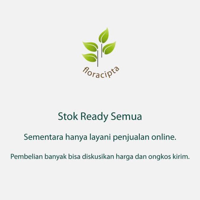 Oxy Bibit Tanaman Anggur Hijau Bibit Pohon Anggur Hijau Pohon Buah Anggur Hijau