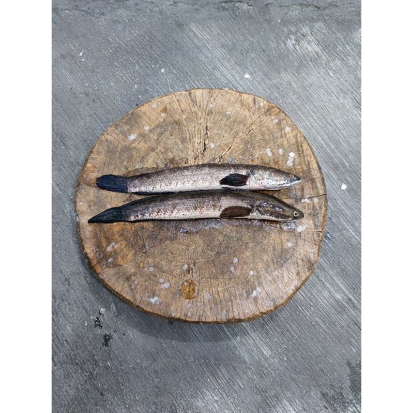 

Ikan Kutuk/gabus mati fresh 1 kg