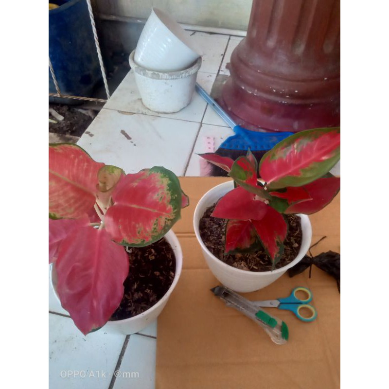 paket aglonema Suksom Jaipong dan Red Chery