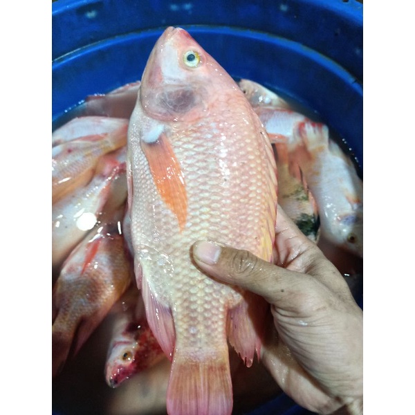 

ikan jaer merah segar (bukan bekuan)1kg